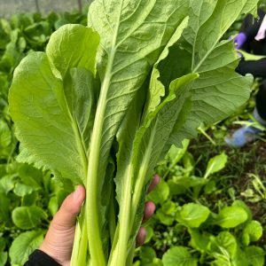 有機蔬菜(10包可宅配)