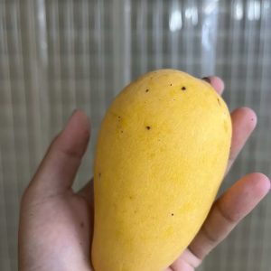 有機香水芒果（一般6斤）