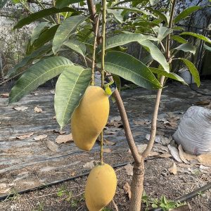 香水芒果(一箱6kg免運)